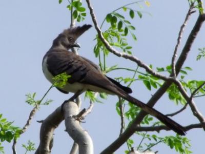 Singvogel   songbird